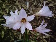 Habranthus martinezii